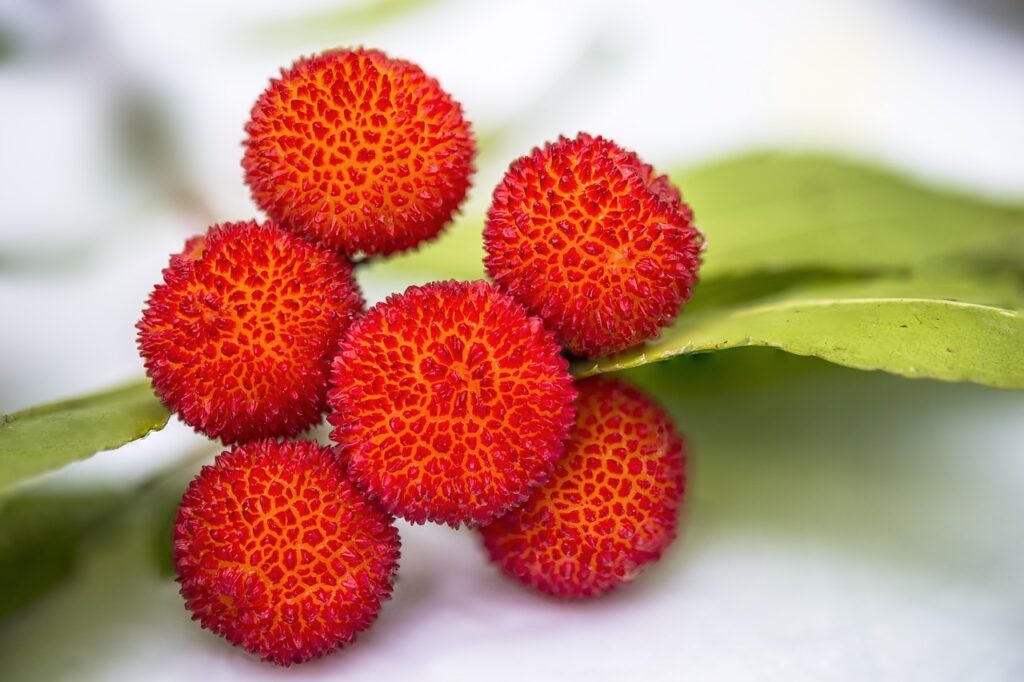 arbutus-1771003_1280-1024x682 Jardim comestível em sua residência: