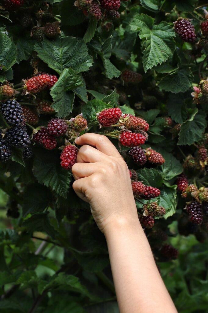 blackberries-5955835_1280-681x1024 Jardim comestível em sua residência: