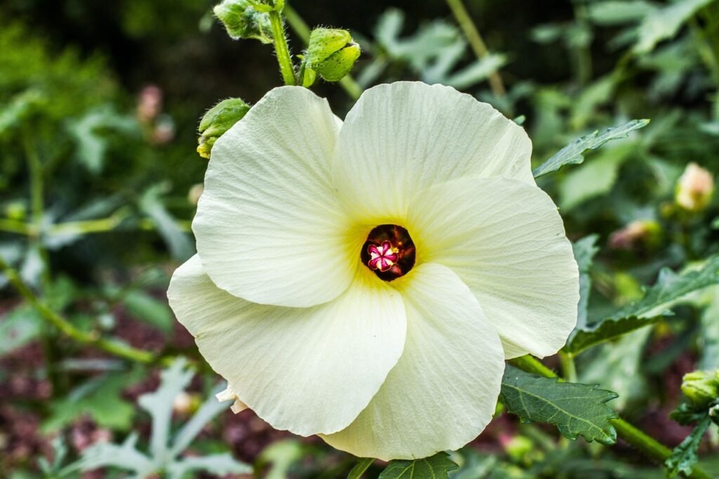 edible-hibiscus-7830391_1280-1024x682 Jardim comestível em sua residência: