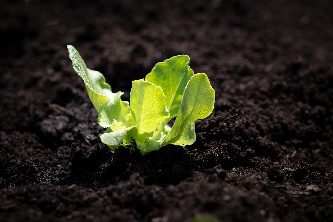 salad-seedling-4134906_1280 Casa e Seus Segredos
